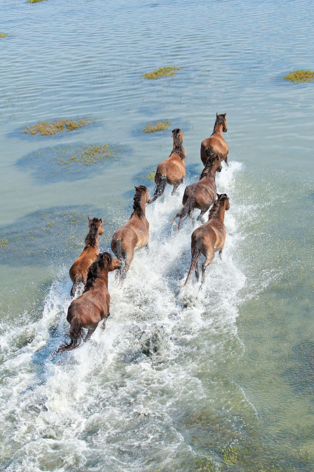 Amsterdam Round trip - The Great Netherlands Loop — Animals Show / Wildlife watch nature