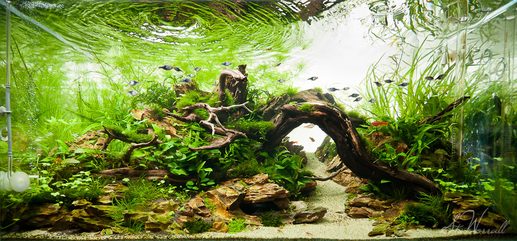 Amsterdam Round trip - The Great Netherlands Loop — Aquarium nature